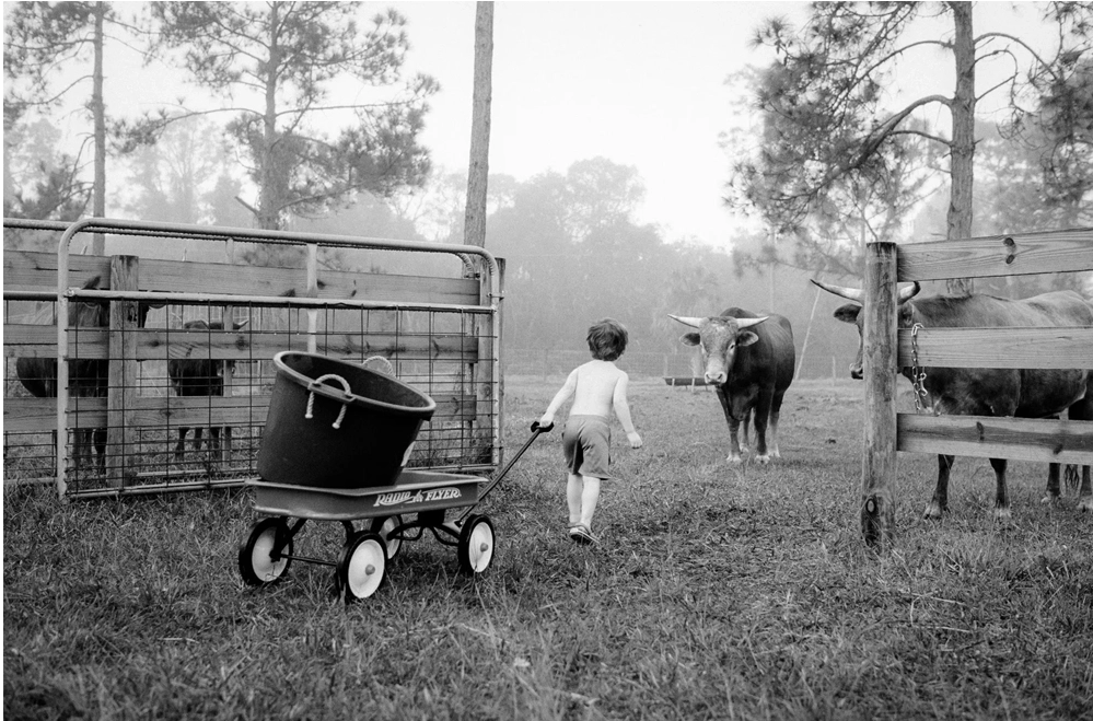 A Wild Florida Childhood Captured on Camera 8 a boy greets a friendly bull