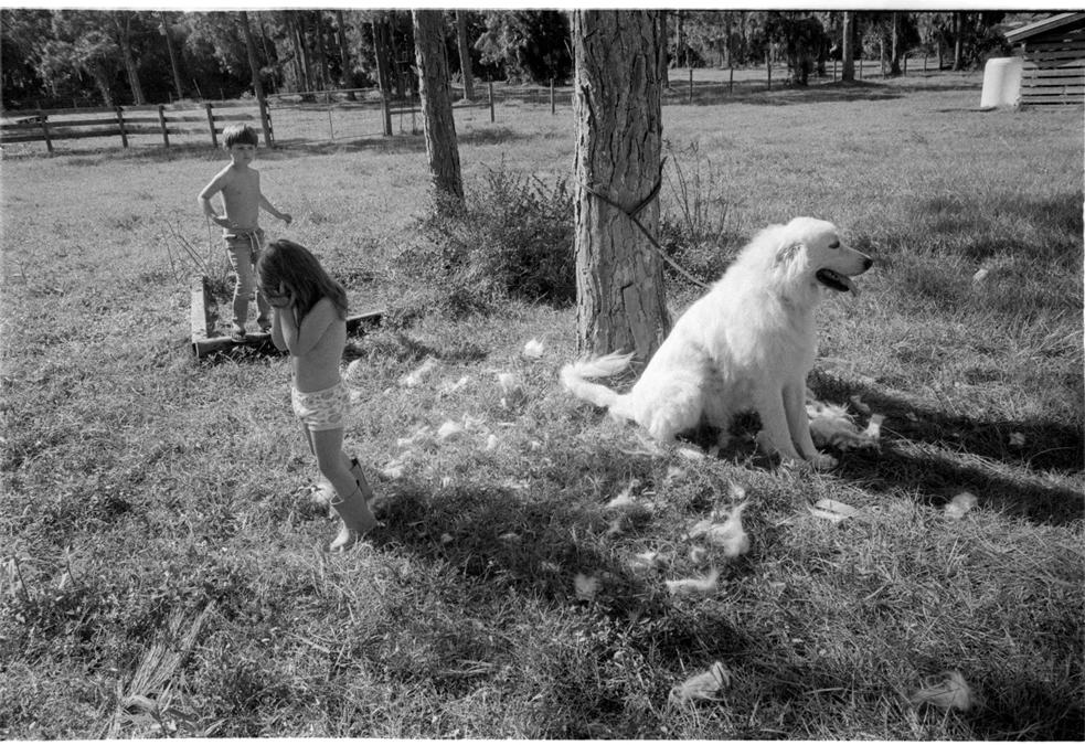 A Wild Florida Childhood Captured on Camera 3 a Great Pyrenees getting a haircut in the front yard