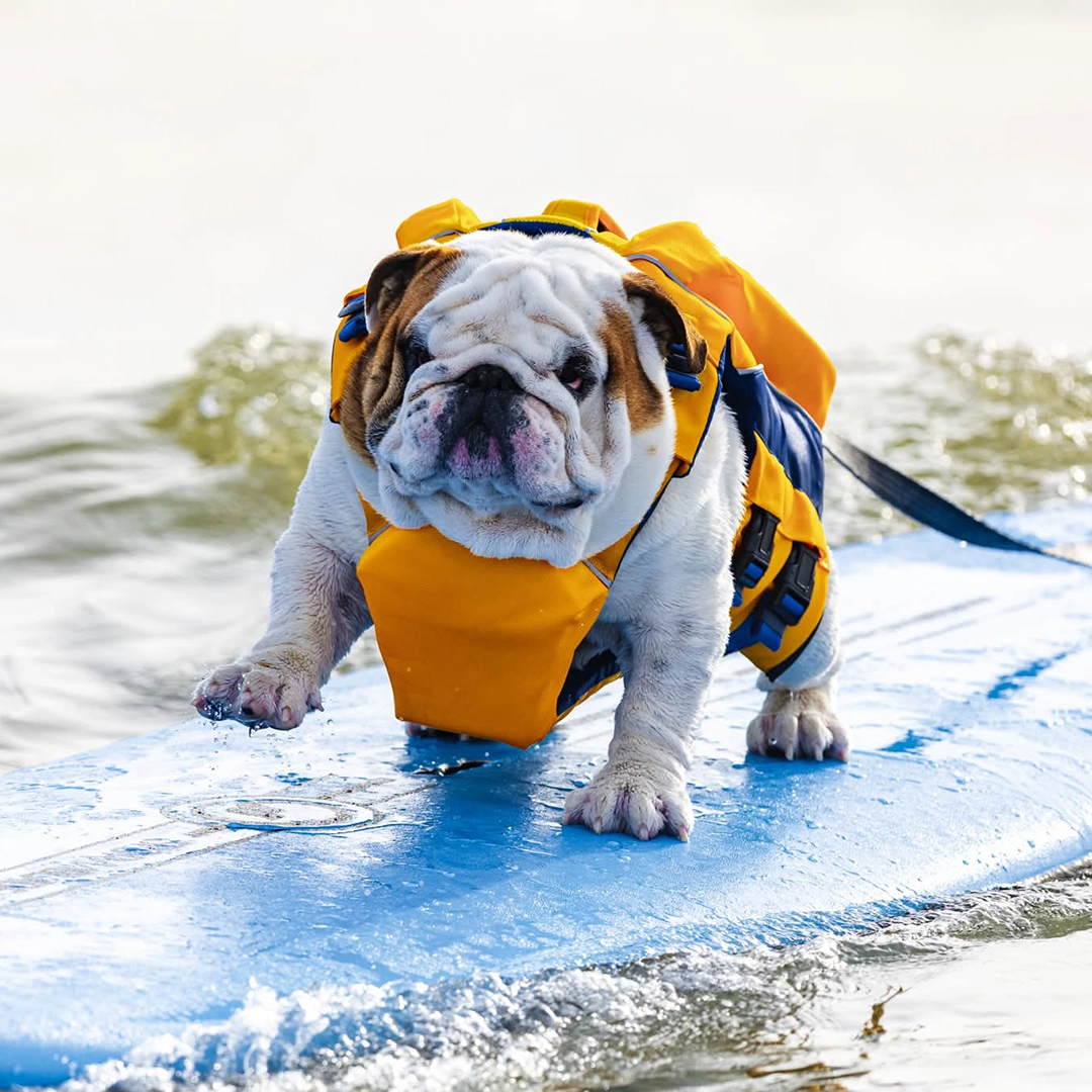 Flamingo SurfingDog 2026