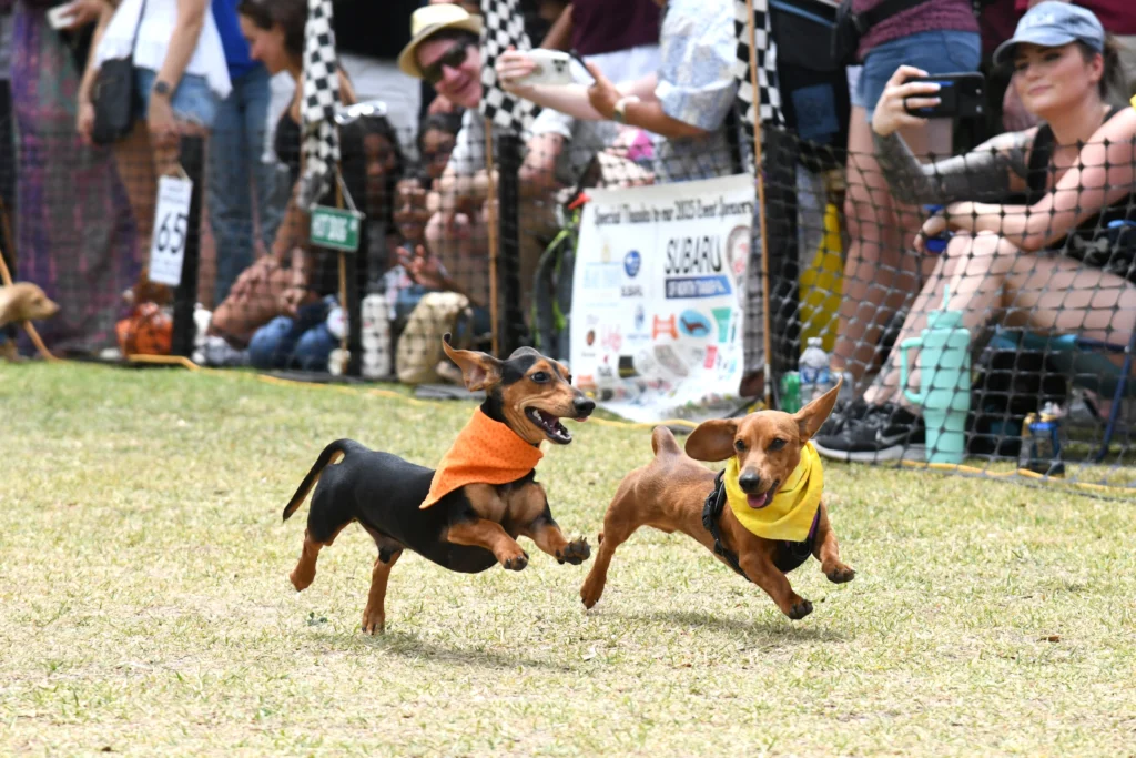 wiener dog derby