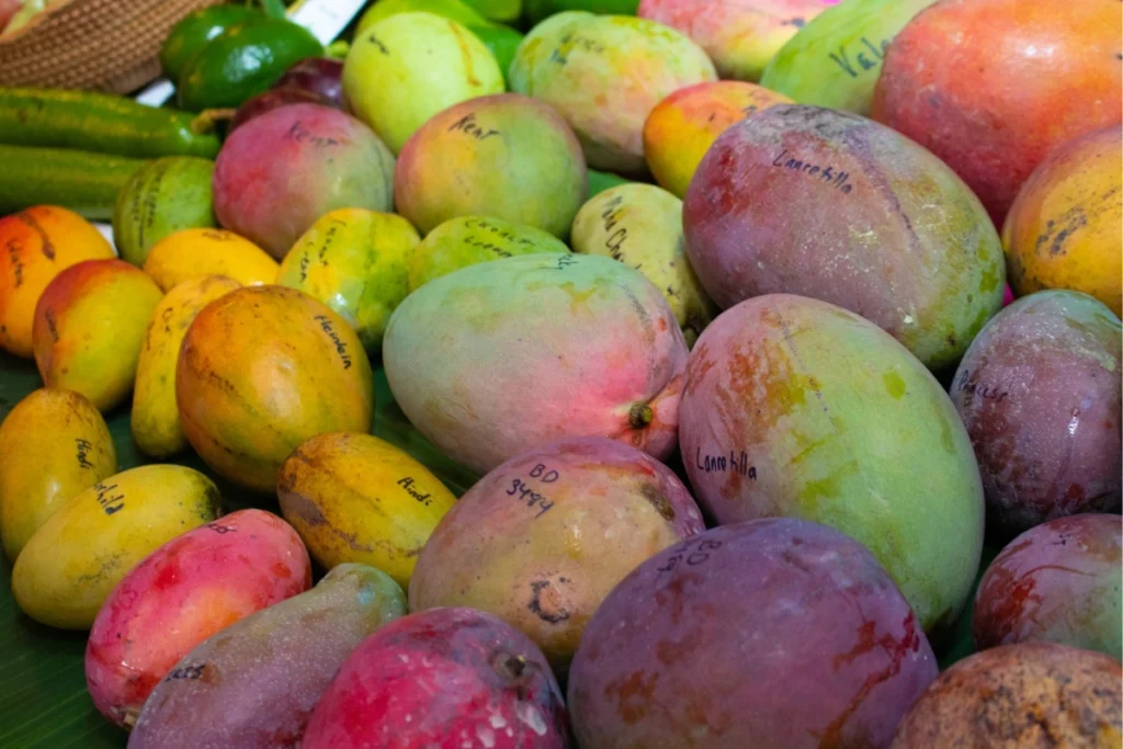Find Your Tropical Summer in a Blooming Oasis at Naples Botanical Garden 2 Naples Botanical Garden Mango Festival