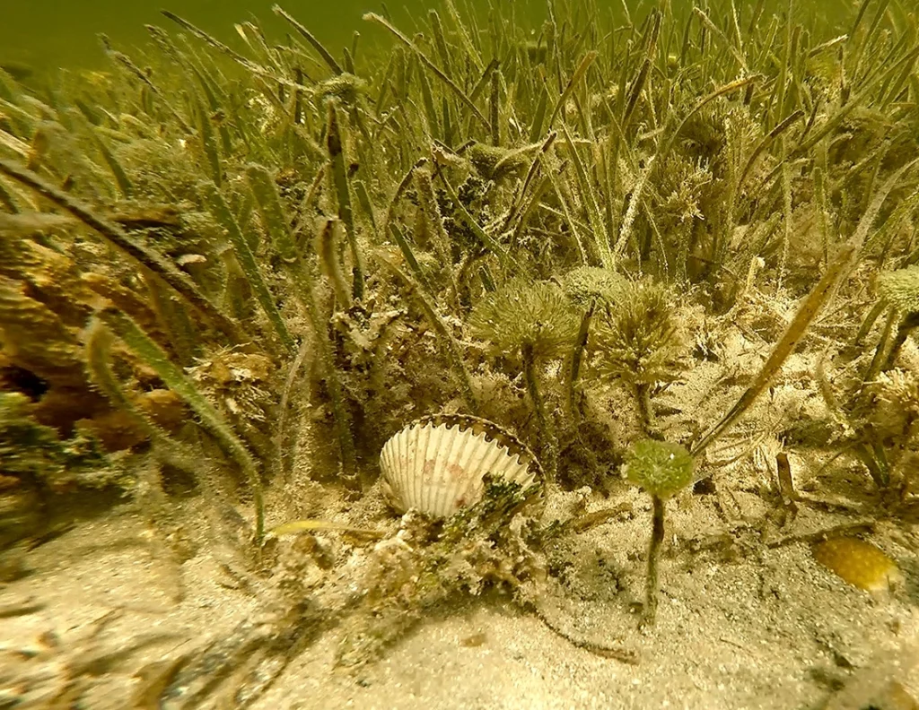 What To Do This June in Florida 2 Scallop diving